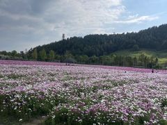 -径山花海