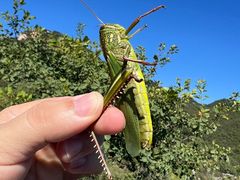 -龙云山风景区-鹿皮关长城