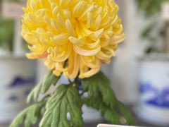 -杭州植物园