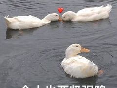 -JUKEBOX玖部音乐餐厅(华侨城店)