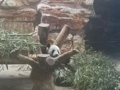 -石家庄市动物园