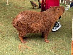 -昆明动物园