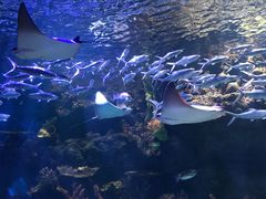 -华夏文旅海洋公园