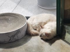 -瞄一喵猫咖(格力海岸店)