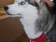 -Husky Go! 哈士奇体验馆·宠物咖啡厅狗咖