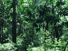 -铁山坪森林公园