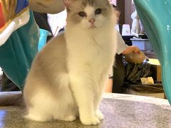 -more than meow吴止猫主题餐厅(承德 中船汇店)