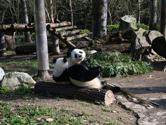 -都江堰中华大熊猫苑
