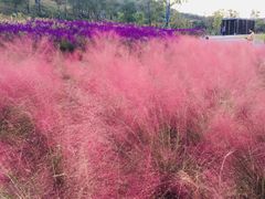 -罗子龙罗家桂花汤圆(曹都巷店)