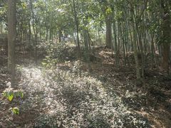 -上海佘山国家森林公园天马山园