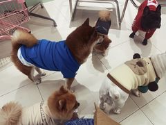 -怪兽屋·羊驼·猫咖·狗咖(俊华广场店)