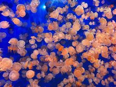 -成都浩海立方海洋公园