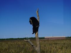 -黑瞎子岛探秘野熊园