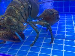 -七欣天香辣蟹火锅(无锡金太湖国际城店)