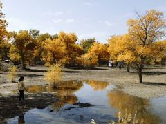-金塔沙漠胡杨林景区