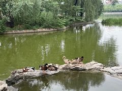 -莲花池公园