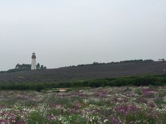 -紫颐香薰山谷景区