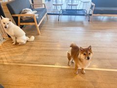 -南京Hallo宠物乐园·哈罗犬舍·柴犬繁育基地