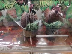 恐龙蛋面包-85度C(南京龙世中心店)