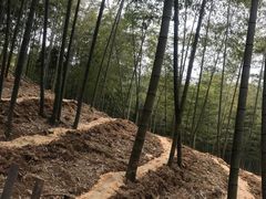 -宁波浙东大竹海景区