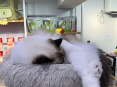 -爱洗澡的猫(天河路店)