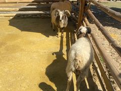 -泉州海丝野生动物世界