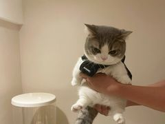 -东方名猫馆·英短金渐层布偶猫舍(环线广场1号楼店)