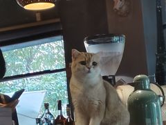 -咖法森林·咖啡  酒吧(天河店)