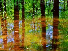 -广富林郊野公园