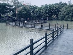 -大湾区中央湿地公园