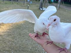 -野狸岛