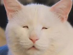 -那坡里比萨(康王北路店)