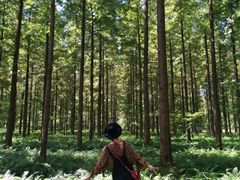 -黄海国家森林公园