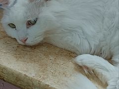 -纳吉亚猫专科动物诊疗中心(蒋宅口分院)