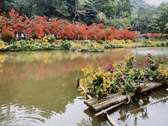 -深圳市中科院仙湖植物园