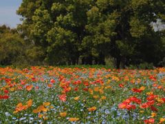 -上海共青森林公园