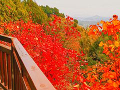 -香山公园