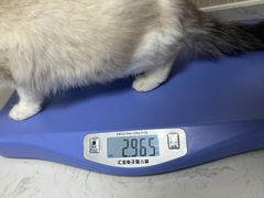 -中农大我爱我爱24h动物医院·中医针灸·猫专科·骨科医疗中心(双井店)