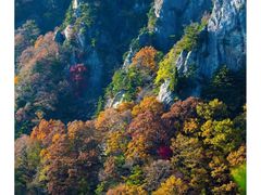 -王顺山国家森林公园
