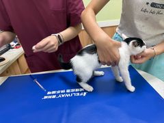 -瑞鹏宠物医院·夜间急症·心超·猫科(祖庙分店)