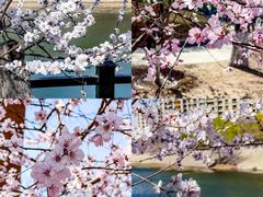 -桃花堤公园