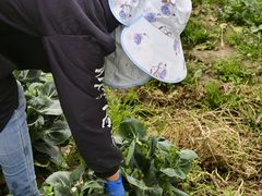 -前小桔亲子创意农场·草莓采摘·露营烧烤