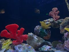 -上海海洋水族馆