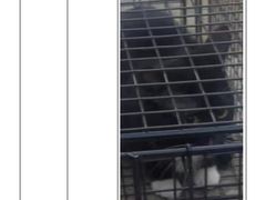 -萌兽医馆·犬猫专科·眼科中心·宠物医院(朝阳门分院)