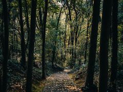 -上海佘山国家森林公园天马山园