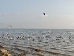 -深圳湾公园(南山区)