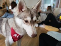 -Husky Go! 哈士奇体验馆·宠物咖啡厅狗咖