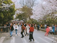-武汉大学-樱园