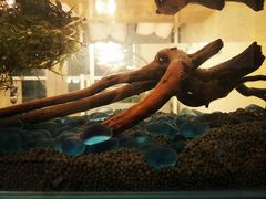 -有猫儿腻咖啡厅.猫咖