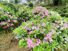 -南山植物园